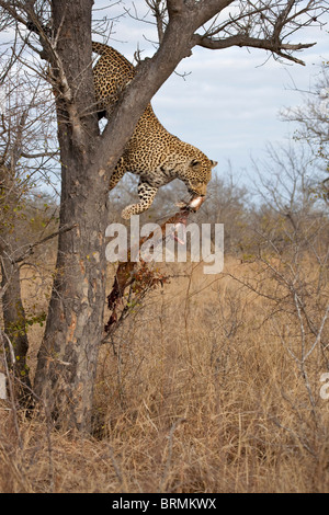 Un maschio di leopard saltare giù da un albero con i resti di un kill le sue ganasce Foto Stock