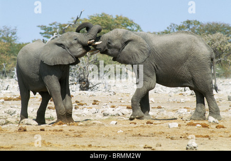 Due giovani elefanti bull wrestling trunk in una zona arida Foto Stock