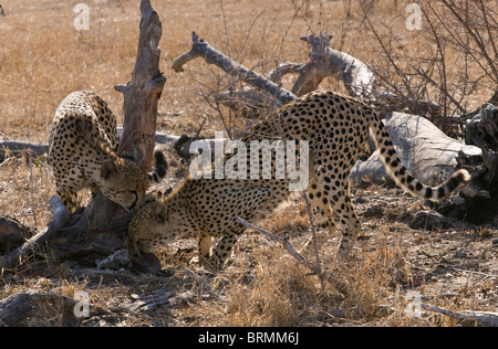 Due maschio cheetah lo sniffing della base di un registro per i marchi di profumo Foto Stock