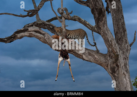 Una femmina di Leopard in una struttura ad albero leadwood alimentazione su un impala uccidere al crepuscolo Foto Stock