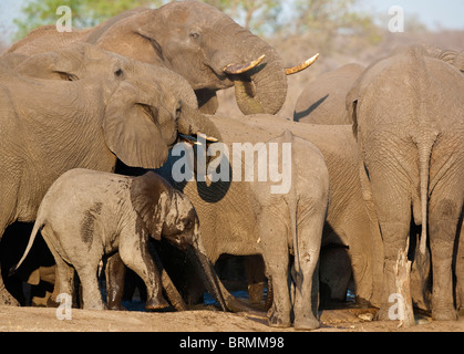 Allevamento di un branco di elefanti di bere a waterhole durante la stagione secca Foto Stock