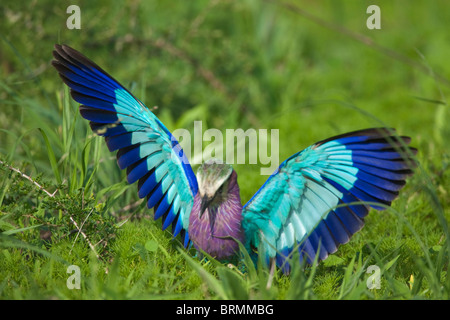 Lilac Breasted rullo con ali distese durante la cattura di un insetto sul terreno Foto Stock