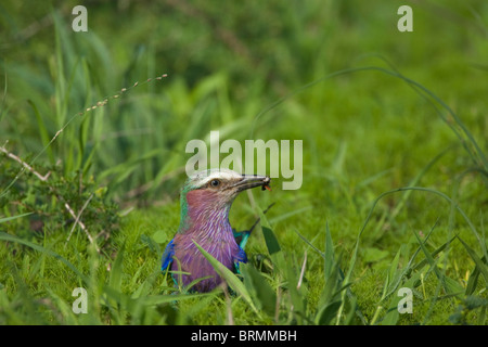 Lilac Breasted rullo con un grasshopper sul terreno Foto Stock