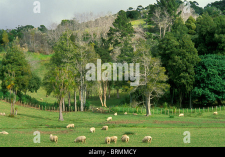 Un gregge di pecore al pascolo in un campo Foto Stock