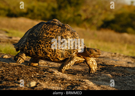 Leopard tartaruga a piedi su un percorso pietroso di bushveld Foto Stock