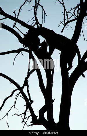 Silhouette di Leopard e cub in un albero alimentazione su kill Foto Stock