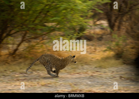 Leopard in esecuzione attraverso bushveld Foto Stock