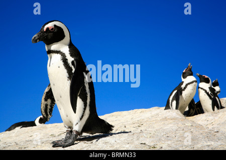 I Penguins africani sulle rocce a Boulders Beach Foto Stock