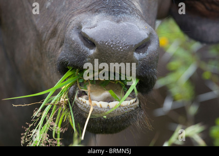 Close up di un bufalo la bocca aperta a masticare erba verde Foto Stock