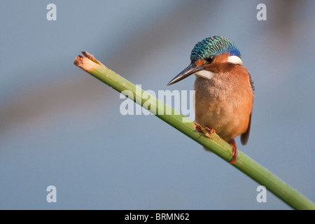 Malachite Kingfisher capretti arroccato su un reed Foto Stock