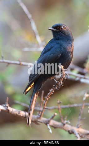 Southern Black-Flycatcher appollaiato su uno spinoso branchlet Foto Stock