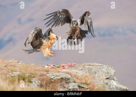 Gipeto adulto e bambino combattimenti Foto Stock