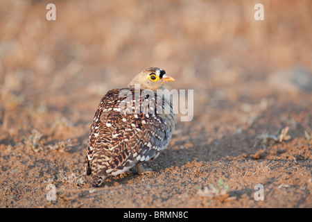 Doppia Sandgrouse nastrati permanente sulla ghiaia secca Foto Stock