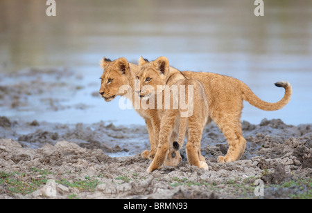 Due Lion cub insieme in piedi vicino a un fiume fangoso Foto Stock