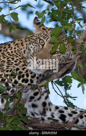 Ritratto di un Leopard giacente in un albero appoggiato la testa sulla sua zampa Foto Stock