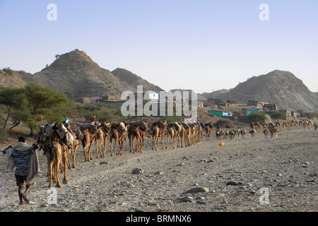 Lontano i pastori con camel train di molto carico cammelli e asini Foto Stock