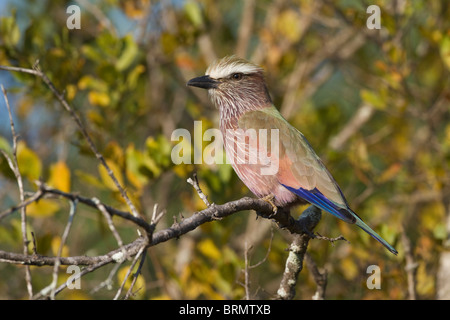 Rullo di viola (Rufous incoronato il rullo) appollaiato su un ramo Foto Stock