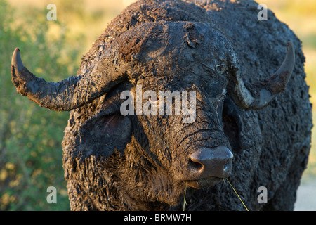 Un ritratto di un fango-incrostato buffalo bull Foto Stock