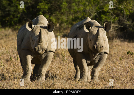 Due rinoceronte nero (Diceros simum michaeli) East African sub-specie in piedi a fianco a fianco Foto Stock