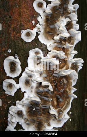 Staffa fumoso Bjerkandera adusta prese a Dibbinsdale LNR, Wirral, Regno Unito Foto Stock