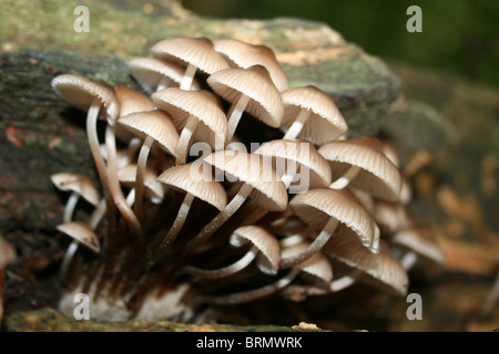 Fairy cofani funghi Coprinellus disseminatus prese a Dibbinsdale LNR, Wirral, Regno Unito Foto Stock