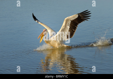 Great White Pelican tenendo spento Foto Stock