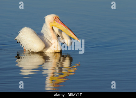 Great White Pelican nuoto Foto Stock