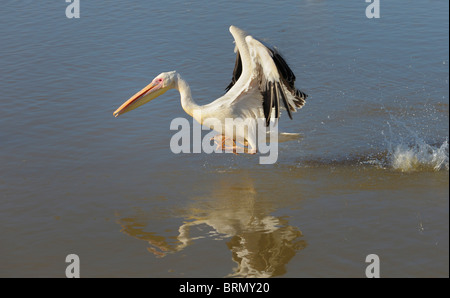 Great White Pelican decollare da una diga Foto Stock