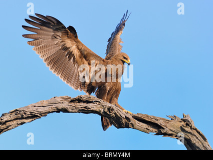 Lesser spotted eagle landing su un ramo Foto Stock