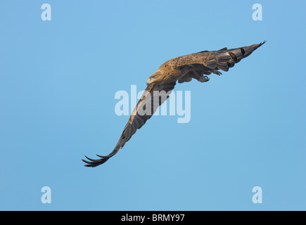 Bruno flying eagle Foto Stock