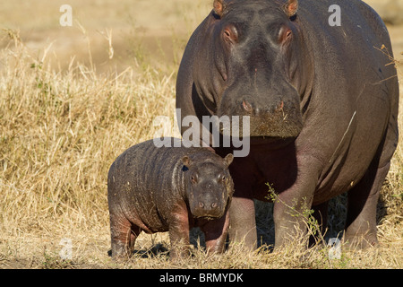 Due settimane vecchio baby hippo in piedi con la sua madre Foto Stock