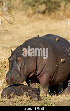 Due settimane vecchio baby ippona dormire con la sua madre Foto Stock