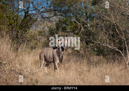 Un maschio di Kudu con grandi corna a piedi nella fitta macchia Foto Stock