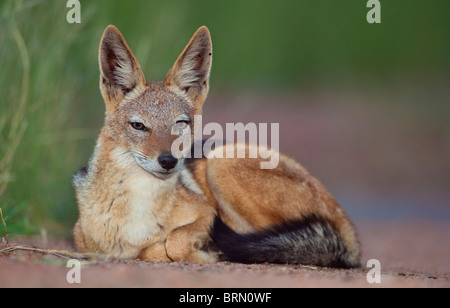 Ritratto di un Nero Backed Jackal rannicchiato sul terreno Foto Stock