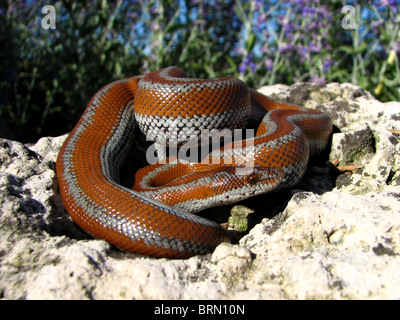 El Rosario Rosy Boa (Lichanura trivirgata) in El Rosario, Messico Foto Stock