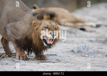 Lion allungamento in avanti e che riporti i suoi denti flehmen sollevamento Foto Stock