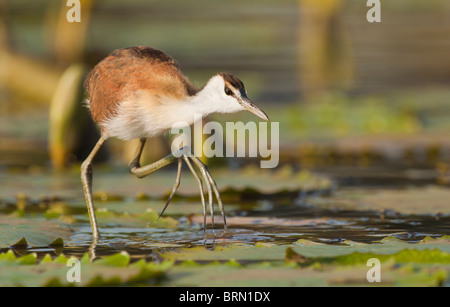 African Jacana camminando sulle ninfee Foto Stock