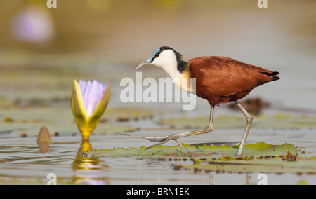 African Jacana camminando su un giglio pad con una gamba sollevata Foto Stock