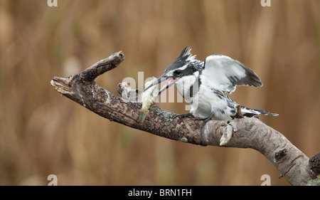 Pied Kingfisher appollaiato su un ramo con un pesce nel becco Foto Stock
