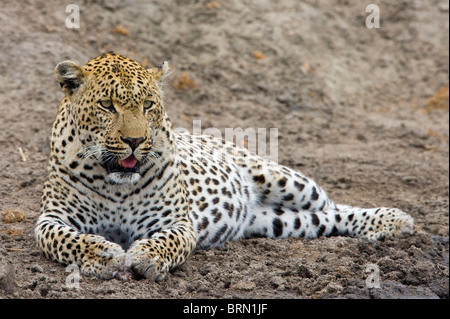 Ritratto di un vecchio maschio di leopard giacente sul suo lato Foto Stock