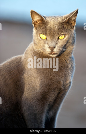 Cat a Dahab, Egitto. Foto Stock