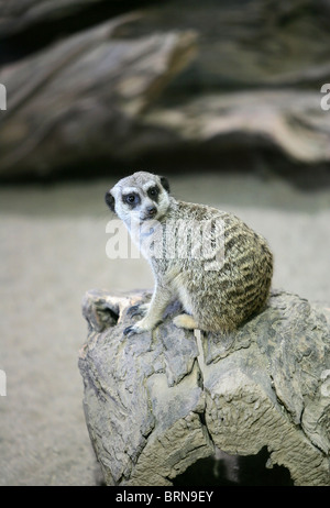 Meerkat su un ceppo di albero cercando curiosi Foto Stock