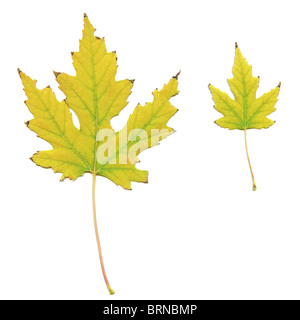 Ingiallito foglie d'acero Foto Stock