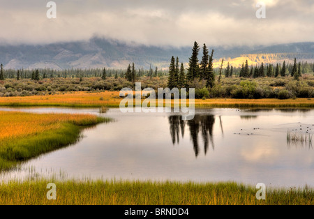 Athabasca River Floodplain, Jasper National Park, Alta., Canada Foto Stock