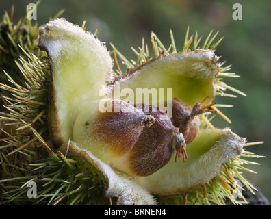 I dadi di un castagno (Castanea sativa). L'immagine mostra i tre dadi all'interno della lolla spinoso. Foto Stock