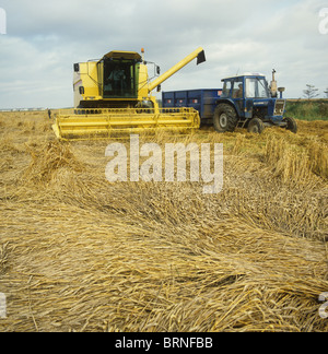 New Holland mietitrebbia tenta di raccolta presentate gravemente il raccolto di grano Foto Stock