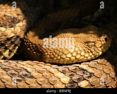 Legname Rattlesnake (Crotalus horridus) Foto Stock