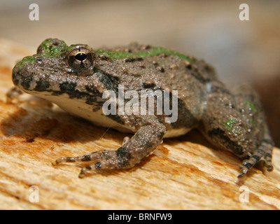 Blanchard's Cricket Frog (Acris crepitans blanchardi) Foto Stock