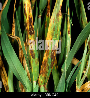 Orzo chiazze di foglia o leaf Scotti (Rhynchosporium secalis) lesioni su foglie di orzo Foto Stock