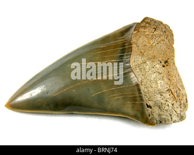 Fossile di squalo mako dente (Isurus hastalis) 4 milioni di anni raccolti da Aurora, Carolina del Nord Foto Stock